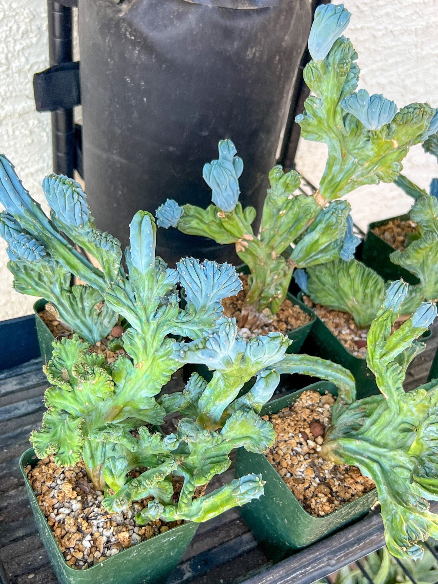 Myrtillocactus Geometrizans Crested var. Fred | Crested Blue Myrtle Cactus | Very Rare Import