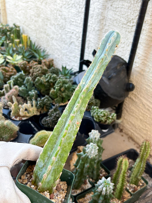 Pilosocereus Pachycladus (#V9) | Hairy Blue Candle Cactus | Hairy Cactus | 8Inch+ Tall