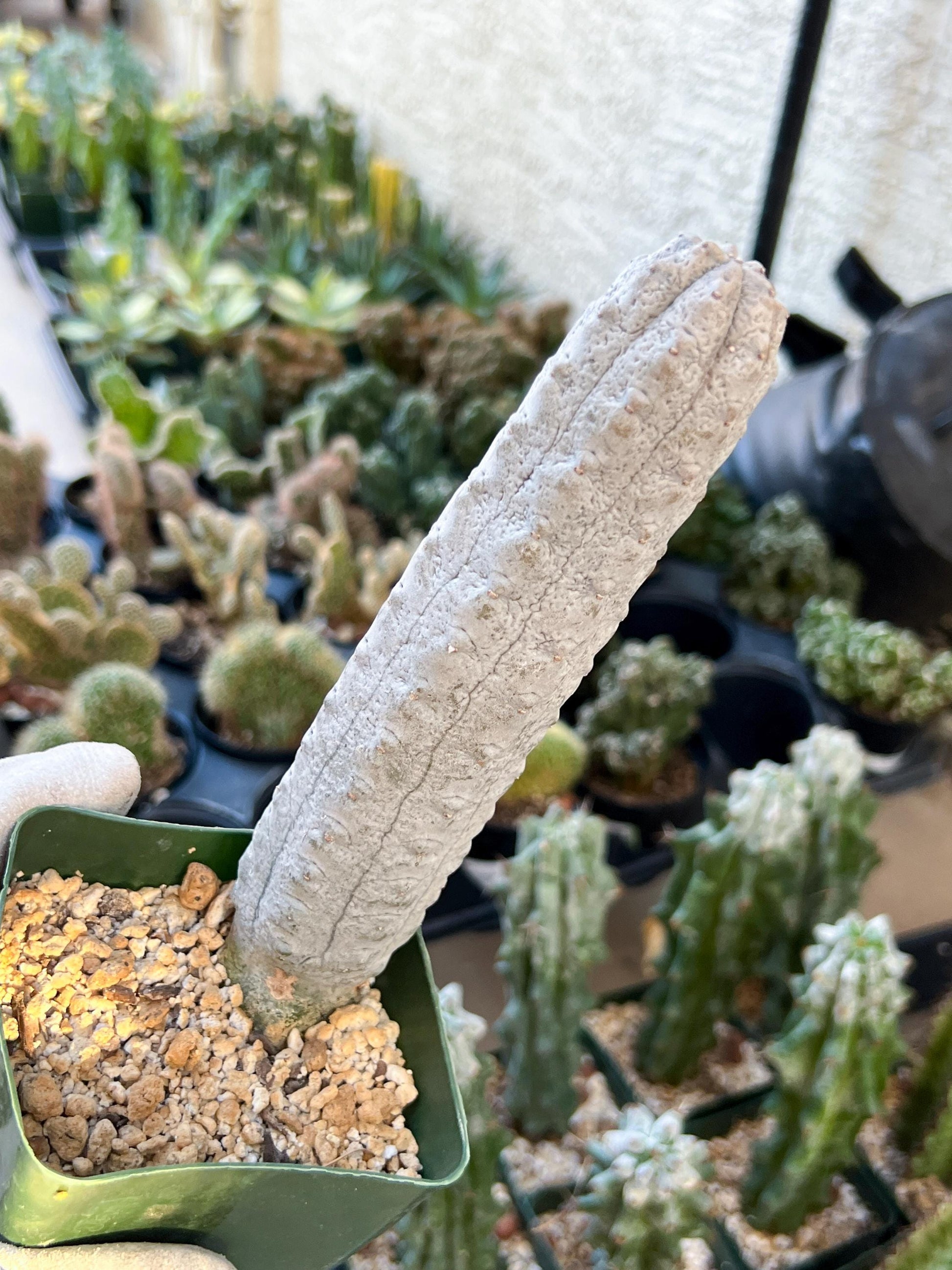 Rare Abdelkuri (#M33) | White Eurphorbia | Ghost Cactus | White Variegated Plants | 7Inch+