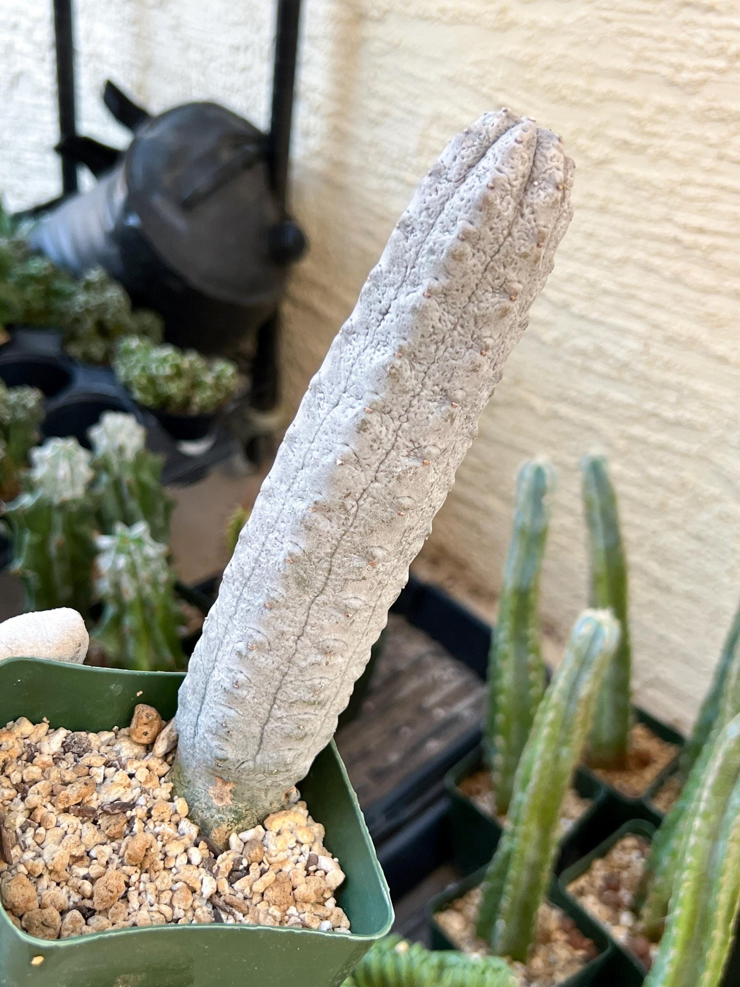 Rare Abdelkuri (#M33) | White Eurphorbia | Ghost Cactus | White Variegated Plants | 7Inch+