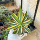 Agave kerchovei var. pectinata (M54) | Imported Rare Agave | 4" Planter