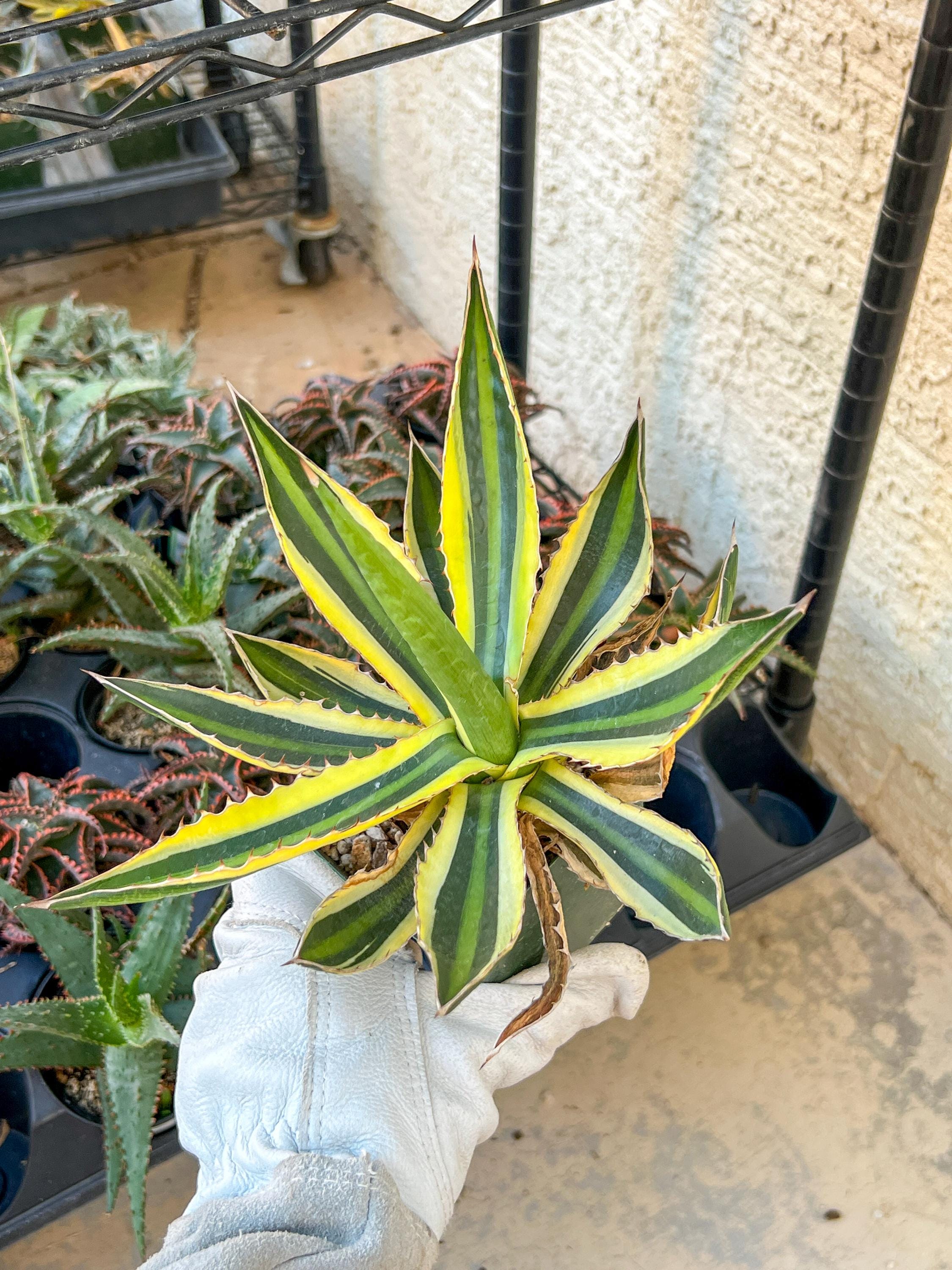 Agave kerchovei var. pectinata (M54) | Imported Rare Agave | 4