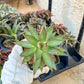 Agave Blue Glow (M54) | Imported Rare Agave | 4" Planter