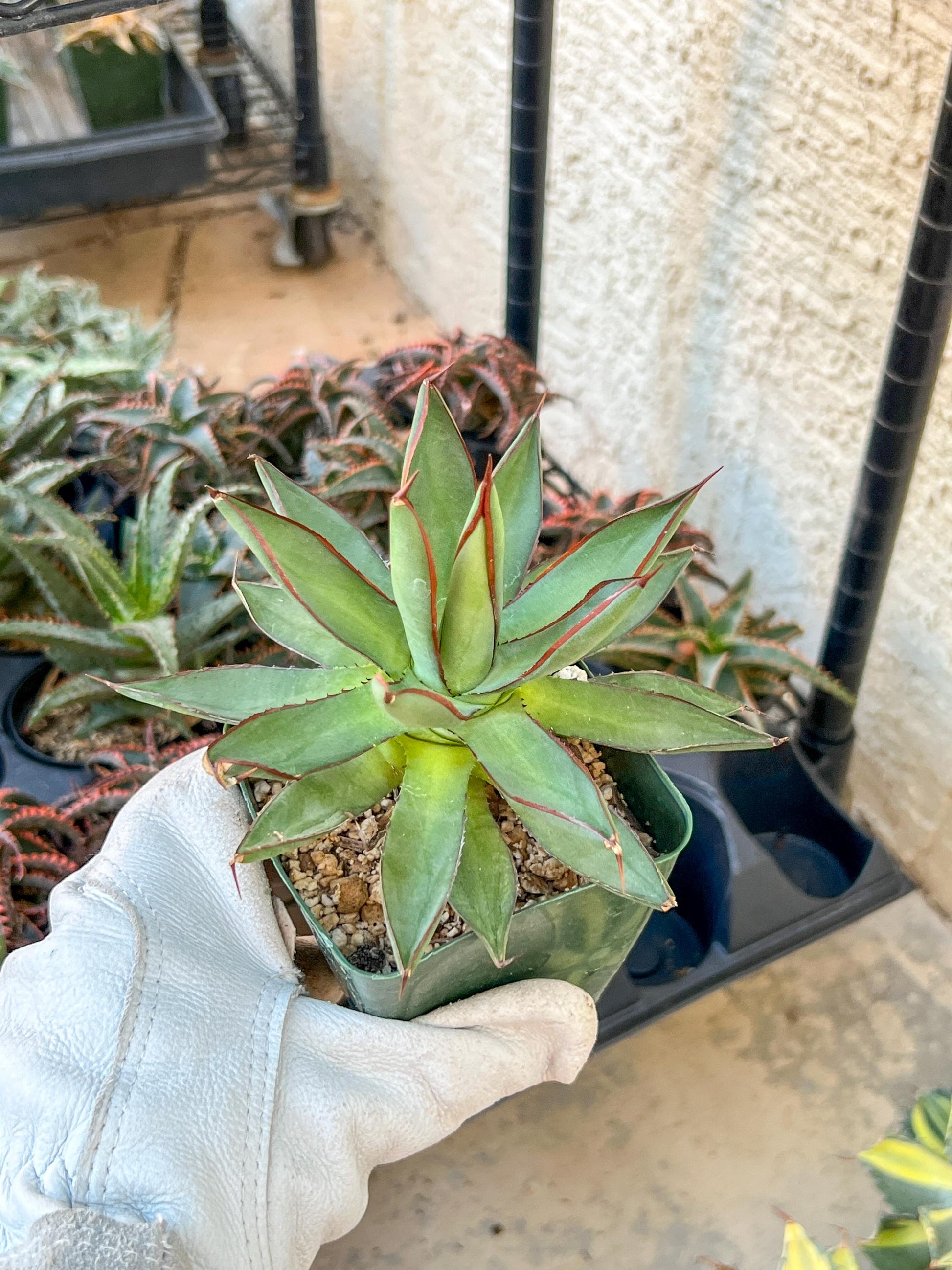 Agave Blue Glow (M54) | Imported Rare Agave | 4" Planter