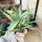 Rare Aloe Snow Drift Hybrid (#A14) | Rare Agave | Indoor Succulents | 3.5" Planter