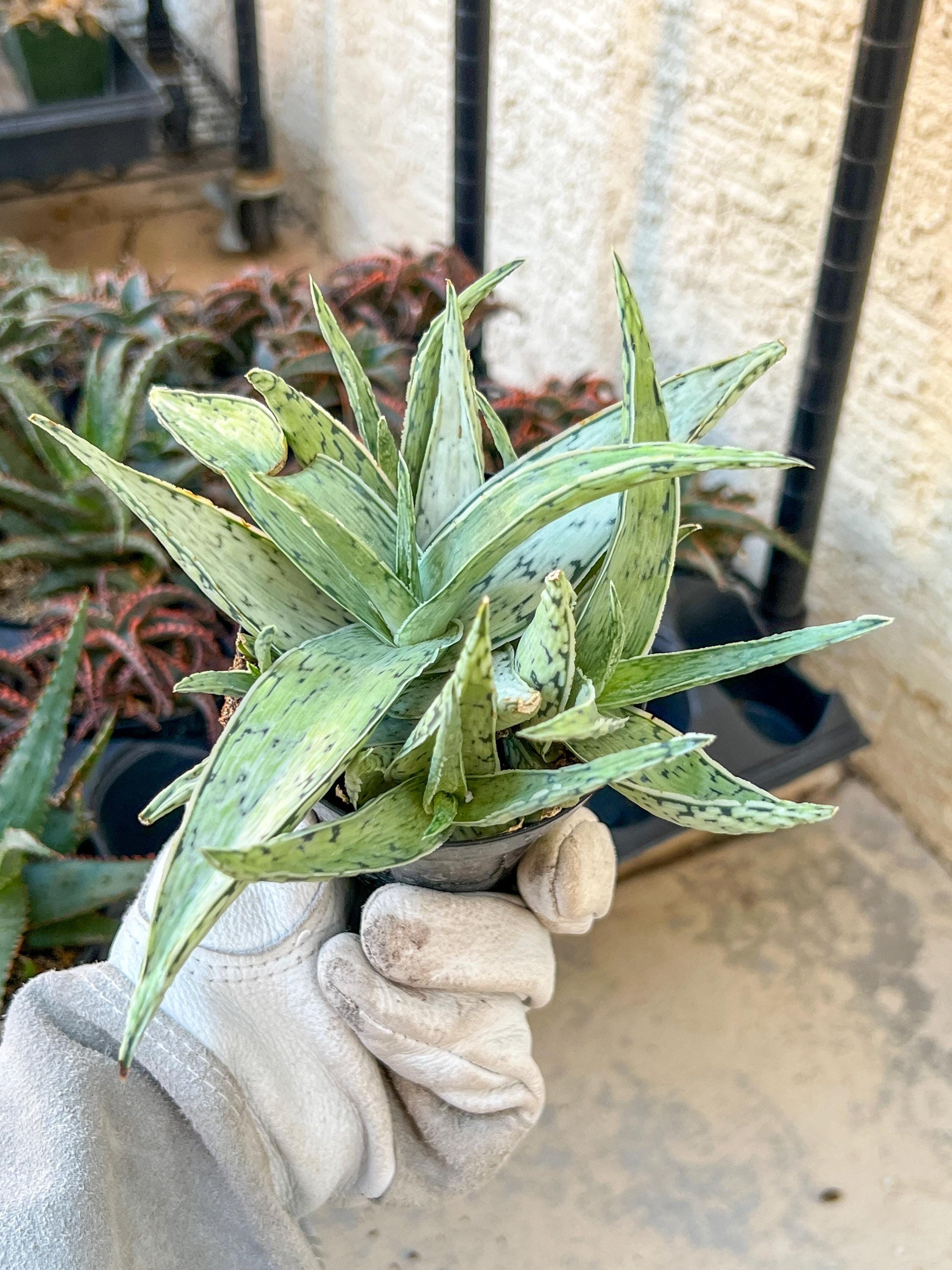 Rare Aloe Snow Drift Hybrid (#A14) | Rare Agave | Indoor Succulents | 3.5" Planter