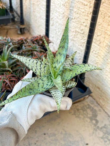 Aloe Candy Cane | Rare aloe plant | Rare succulent | 3.5" Planter