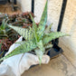 Rare - Aloe Candy Cane | Indoor Succulents | 3.5" Planter