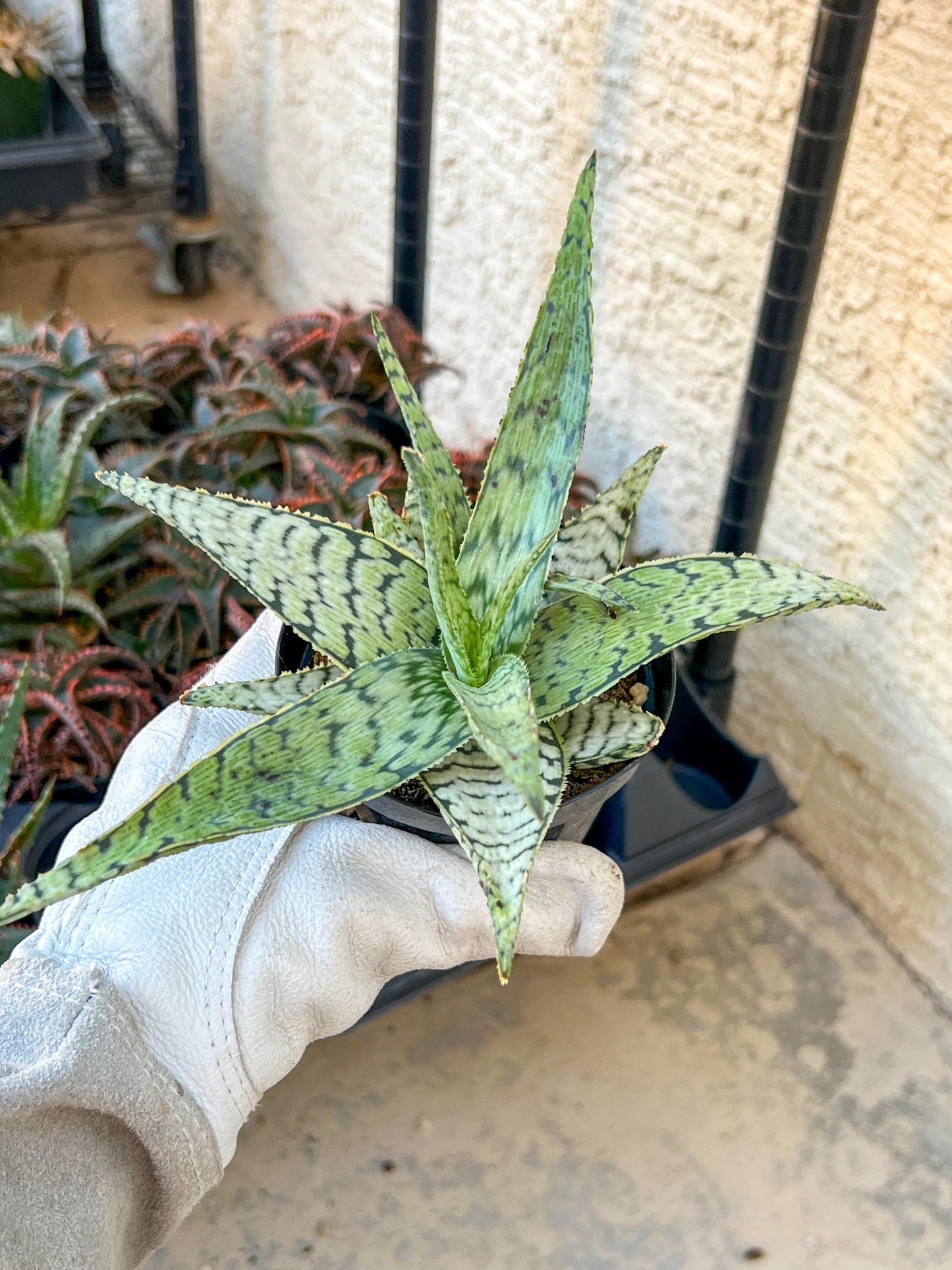 Rare - Aloe Candy Cane | Indoor Succulents | 3.5" Planter