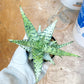 Rare - Aloe Candy Cane | Indoor Succulents | 3.5" Planter