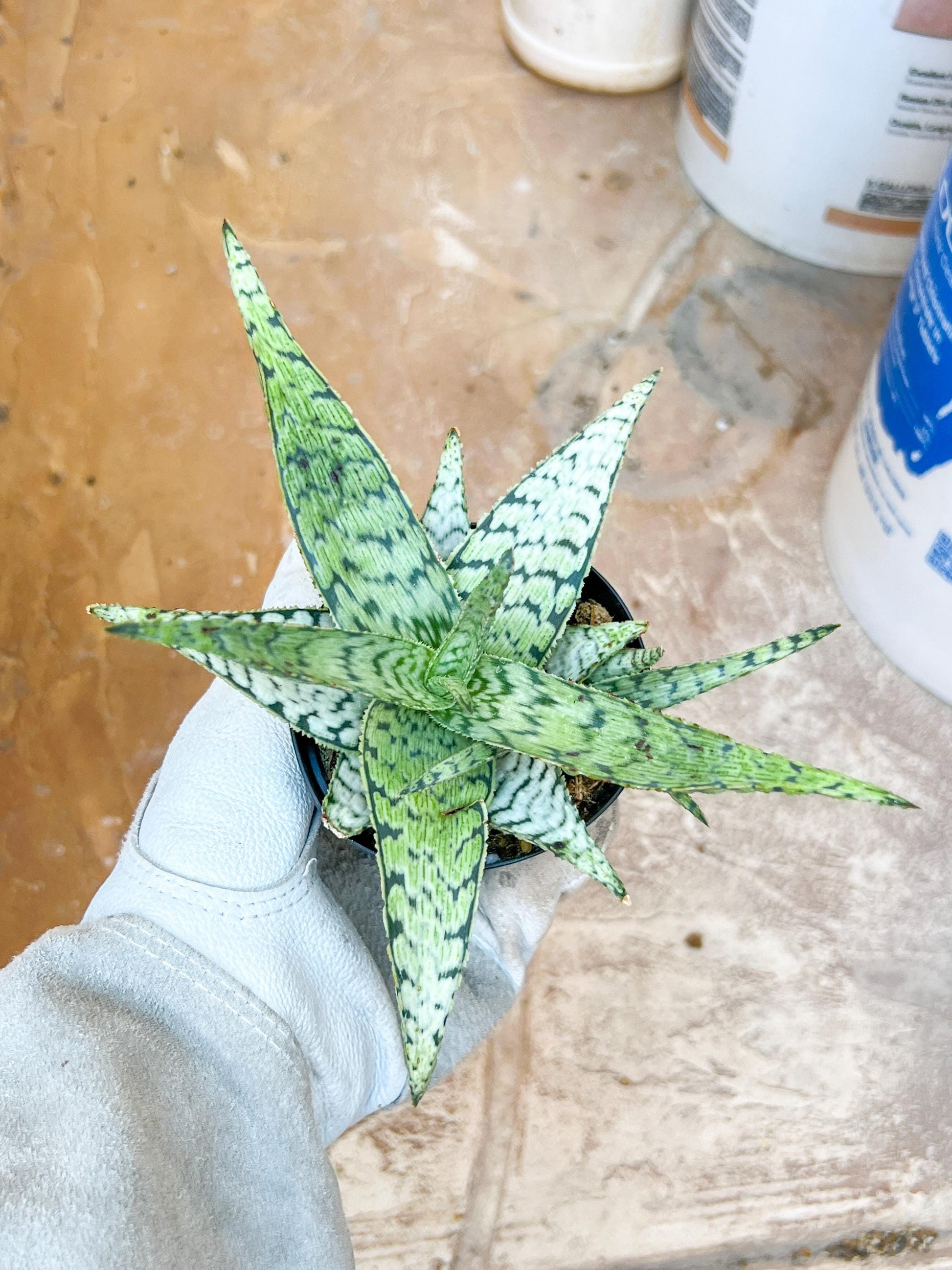 Aloe Candy Cane | Rare aloe plant | Rare succulent | 3.5" Planter