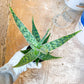 Rare - Aloe Neon Nici | Indoor Succulents | 3.5" Planter