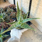 Rare - Aloe Neon Nici | Indoor Succulents | 3.5" Planter