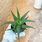 Rare - Aloe Castilloniae Hybrid Blue | Indoor Succulents | 3.5" Planter