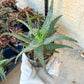 Rare - Aloe Castilloniae Hybrid Blue | Indoor Succulents | 3.5" Planter