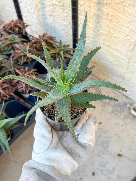 Rare - Aloe Castilloniae Hybrid Blue | Indoor Succulents | 3.5" Planter