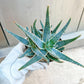 Rare - Aloe Purple Haze | Indoor Succulents | 3.5" Planter
