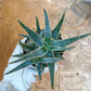 Rare - Aloe Purple Haze | Indoor Succulents | 3.5" Planter