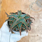 Rare - Aloe Christmas Sleigh | Indoor Succulents | 3.5" Planter