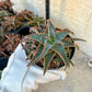 Rare - Aloe Christmas Sleigh | Indoor Succulents | 3.5" Planter