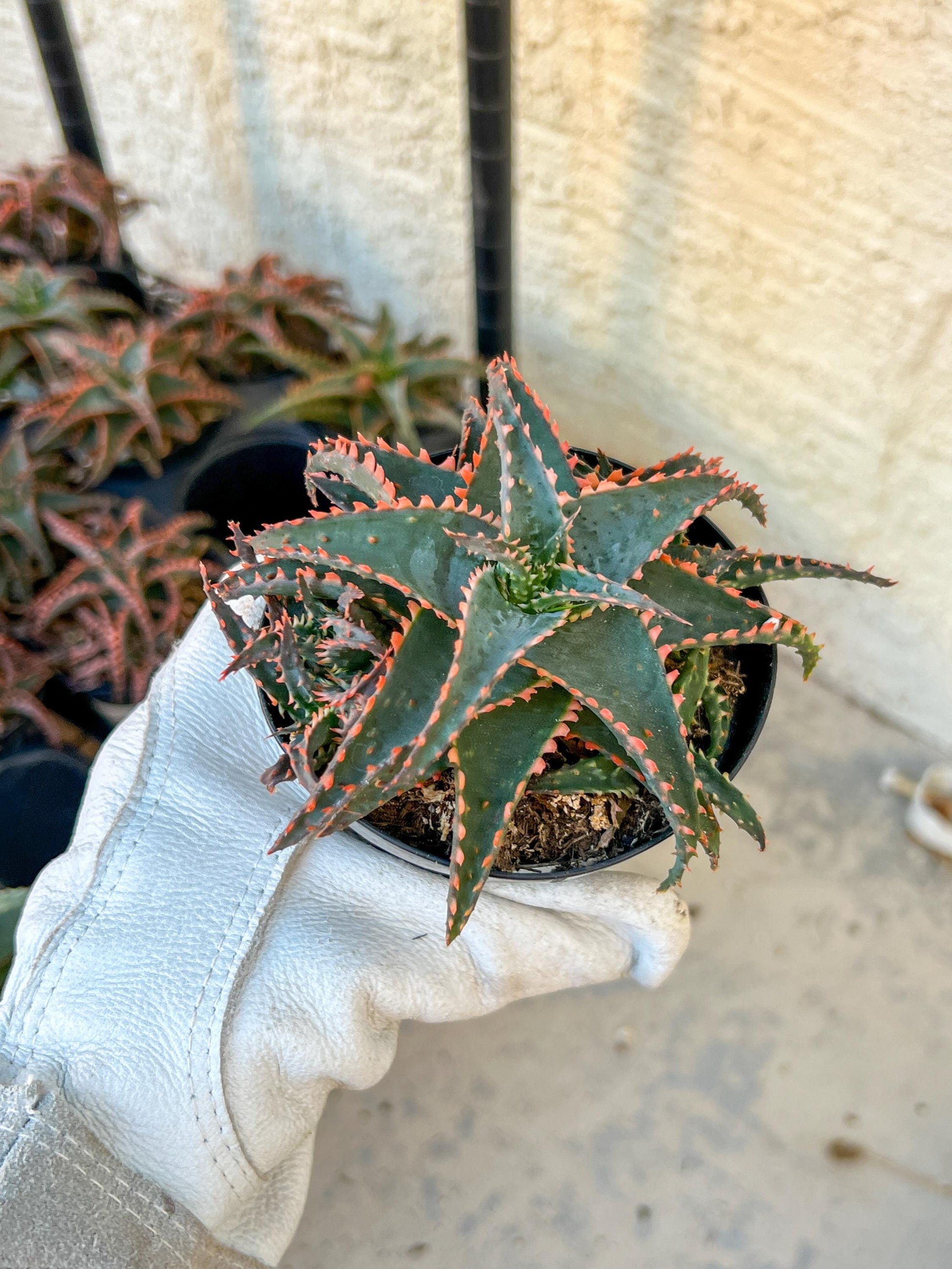 Rare - Aloe Christmas Sleigh | Indoor Succulents | 3.5" Planter