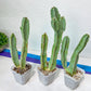 Ammak 'Green' | Rare Imported Plants | 2.5" Pot