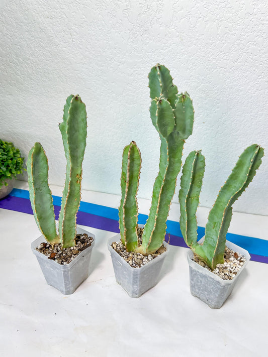 Ammak 'Green' | Rare Imported Plants | 2.5" Pot