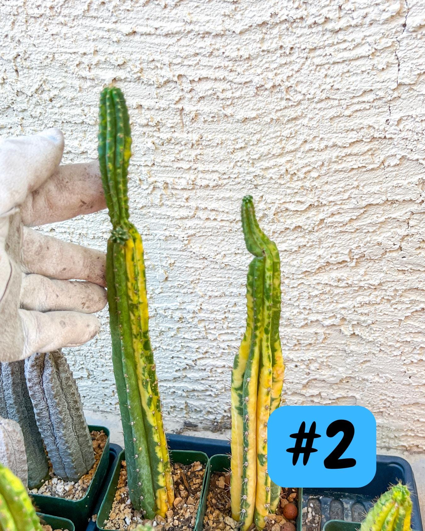 Rare Cactus for Grafting Purposes (#M54)