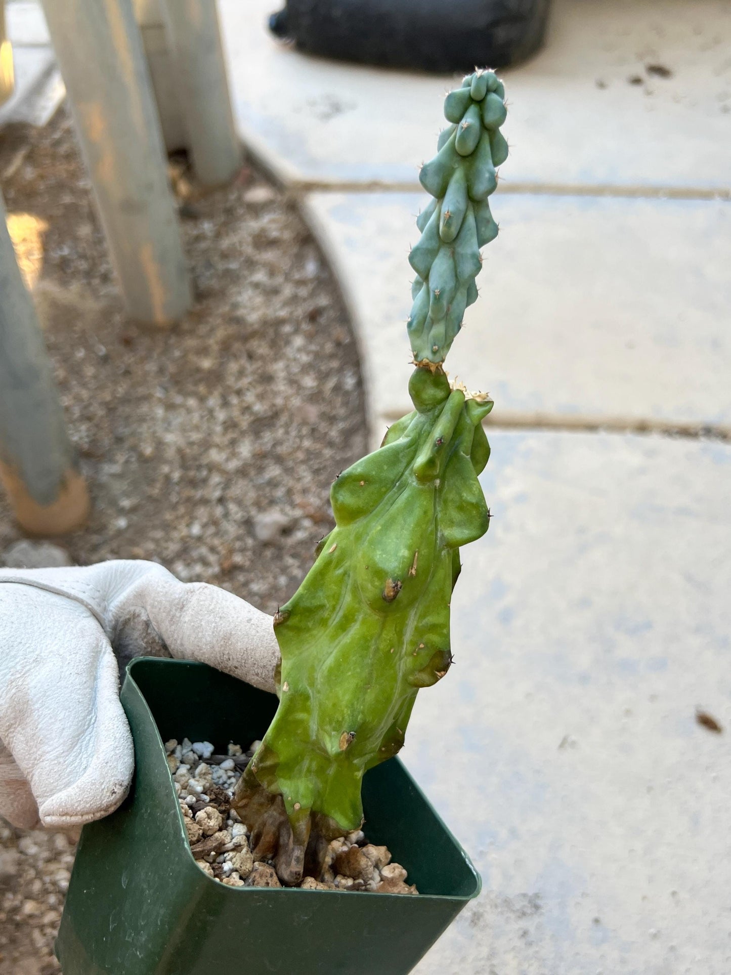 Rare Cactus for Grafting Purposes (#M54)