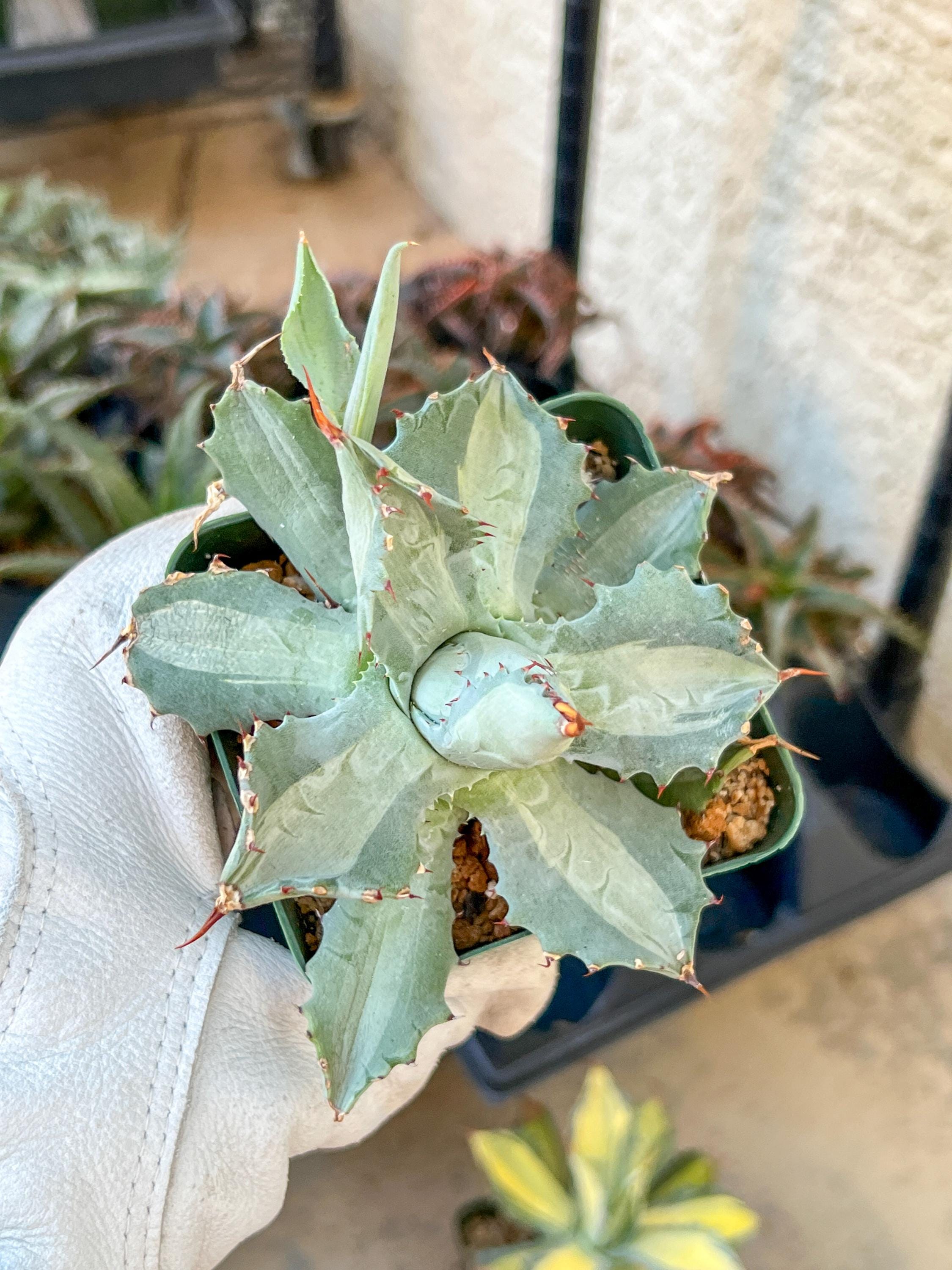 Agave Potatorum cv 