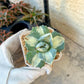 Agave Ohiraijin Shiro (#V4) | Mexican Plants | Imported Rare Agave | 2Inch Planter