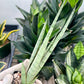 Sansevieria Guile (#PH16) | Imported Indoor Snake Plant | 2" Planter