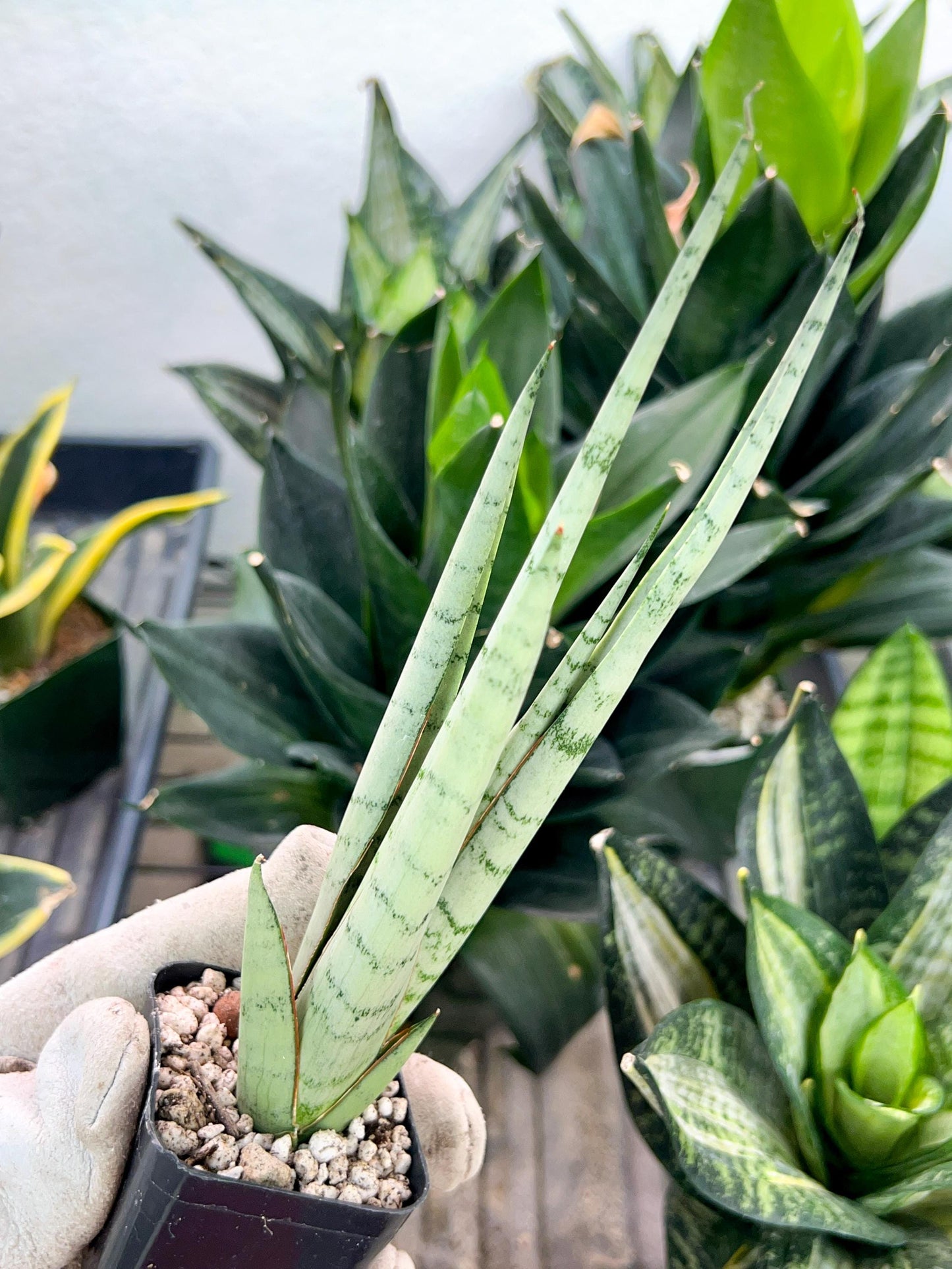 Sansevieria Guile (#PH16) | Imported Indoor Snake Plant | 2" Planter