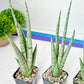 Sansevieria Guile (#PH16) | Imported Indoor Snake Plant | 2" Planter