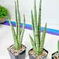 Sansevieria Guile (#PH16) | Imported Indoor Snake Plant | 2" Planter