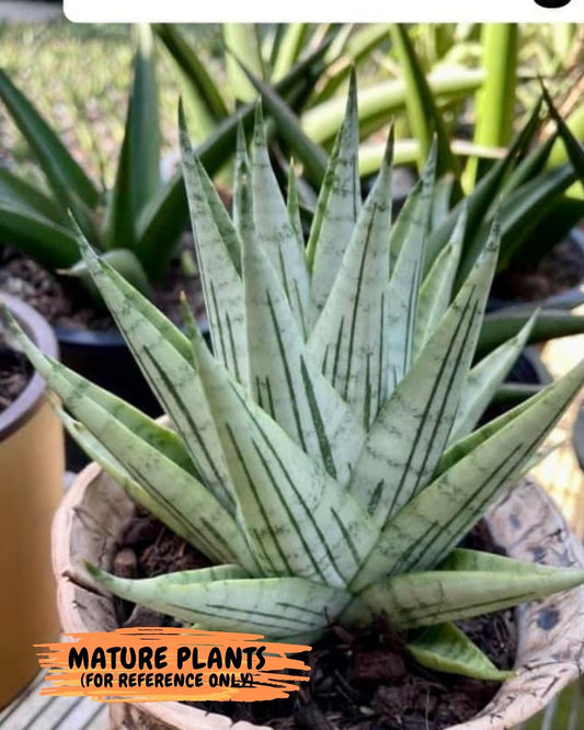 Sansevieria Nakhon luang (#PH21) | Imported Indoor Snake Plant | 2" Planter