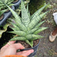 Sansevieria Piano (#PH10) | Imported Indoor Snake Plant | 2" Planter