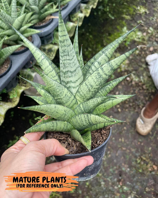 Sansevieria Piano (#PH10) | Imported Indoor Snake Plant | 2" Planter