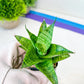 Sansevieria Piano (#PH10) | Imported Indoor Snake Plant | 2" Planter