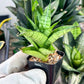 Sansevieria Piano (#PH10) | Imported Indoor Snake Plant | 2" Planter