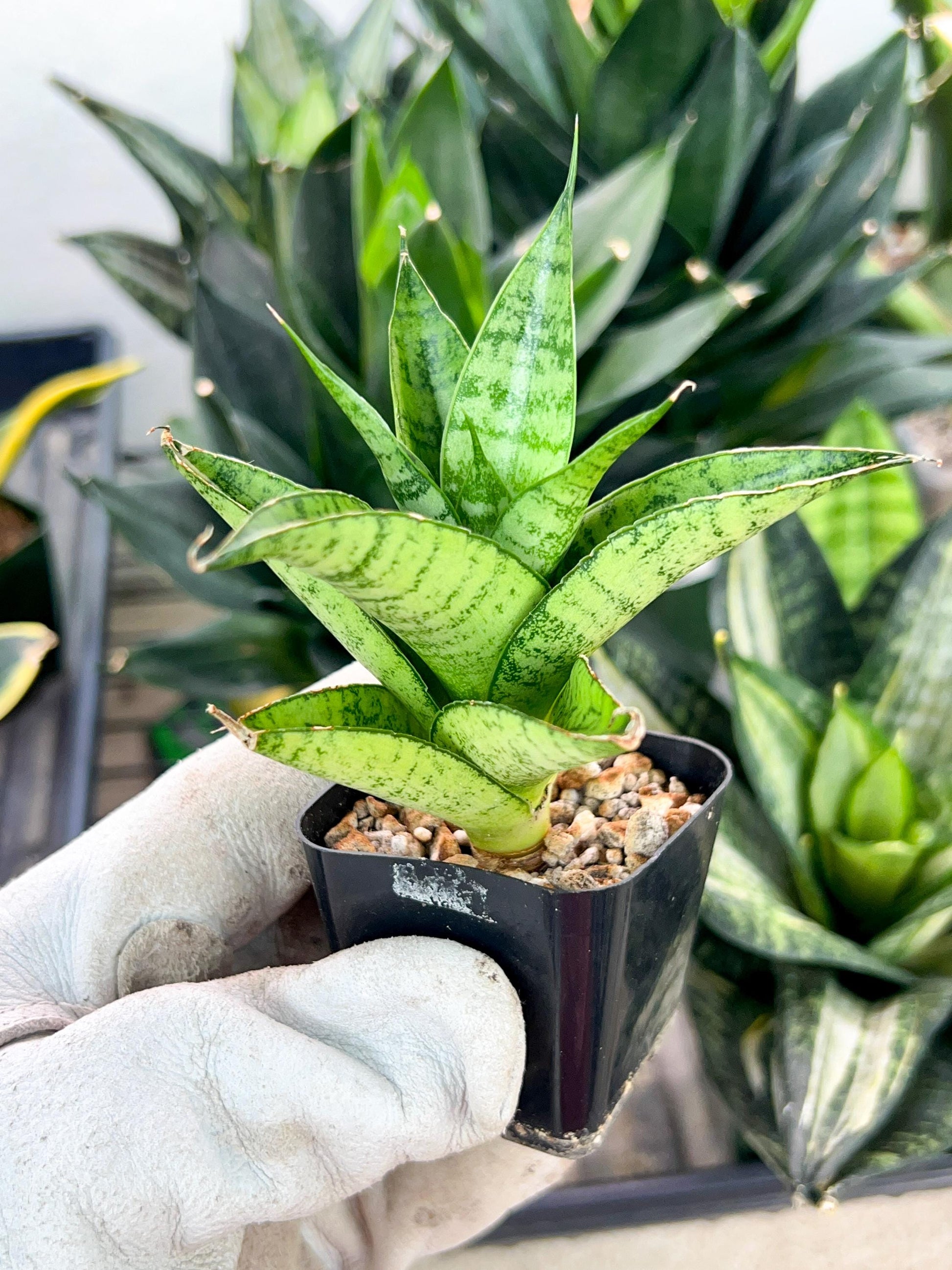 Sansevieria Piano (#PH10) | Imported Indoor Snake Plant | 2" Planter