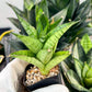 Sansevieria Piano (#PH10) | Imported Indoor Snake Plant | 2" Planter