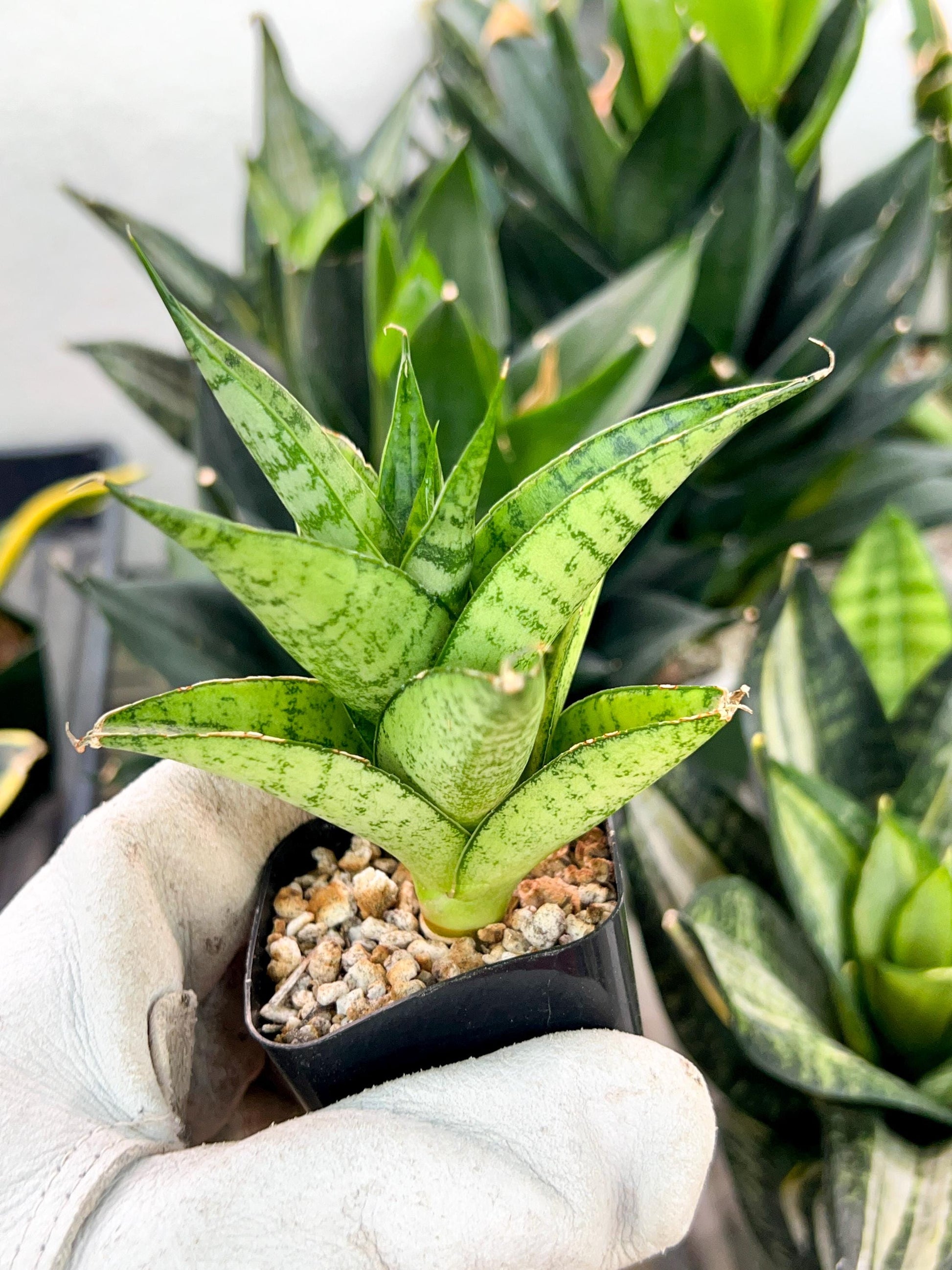 Sansevieria Piano (#PH10) | Imported Indoor Snake Plant | 2" Planter