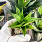 Sansevieria Piano (#PH10) | Imported Indoor Snake Plant | 2" Planter