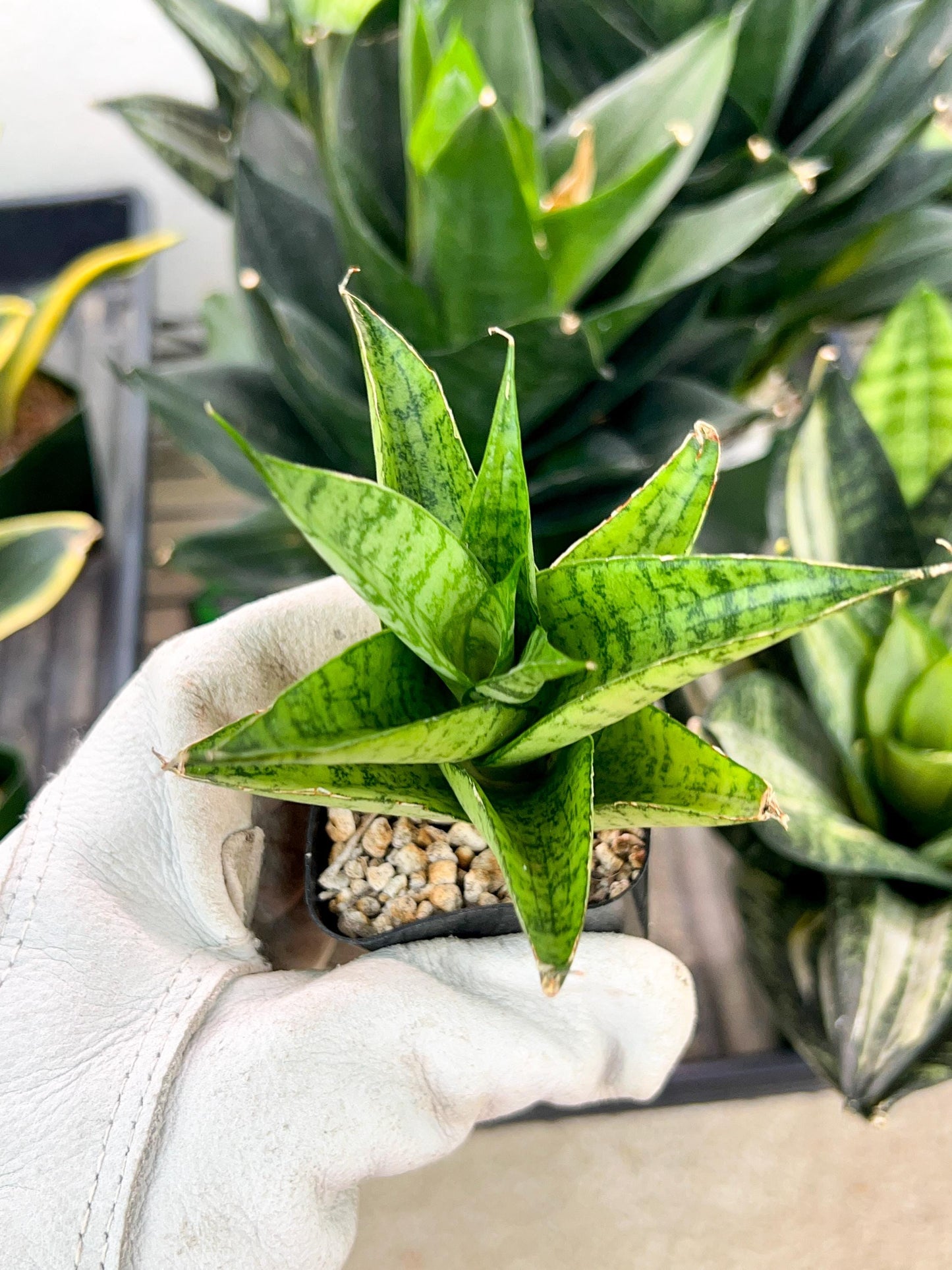 Sansevieria Piano (#PH10) | Imported Indoor Snake Plant | 2" Planter