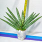 Sansevieria NangFon | Imported Snake Plants | Rare Hybrids