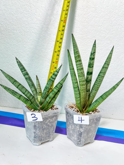 Sansevieria NangFon | Imported Snake Plants | Rare Hybrids