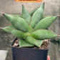 Sansevieria Noah's Ark (RA29) | Imported Indoor Snake Plant