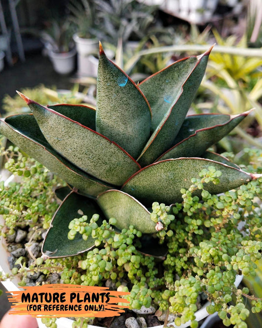 Sansevieria Noah's Ark | Imported Indoor Snake Plant