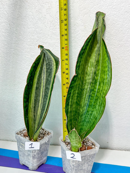 Sansevieria BRUDA (#Me1~6) | Hybrid of Masoniana Var x Eliptica Var